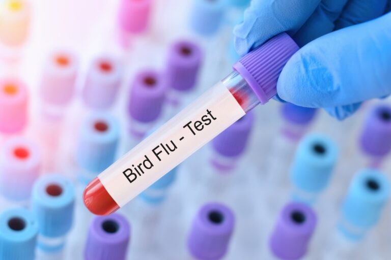 Caso di influenza aviaria in un allevamento a Campi Bisenzio: soppressi mille volatili in 12 ore