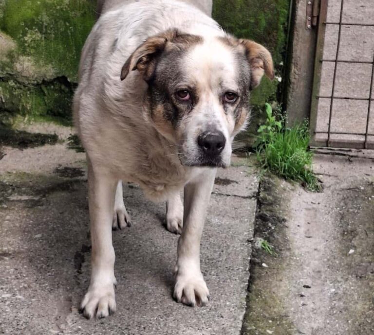 Recuperata grazie al drone termico Terry, una canina dispersa nel bosco dopo una notte di paura