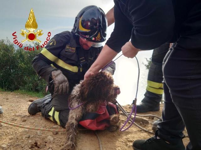 Vigili del fuoco salvano un cagnolino finito in una scarpata