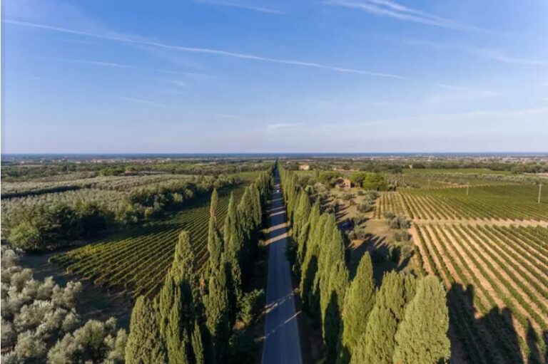 Consorzio Bolgheri, preoccupa progetto eolico. Impatta con il celebre viale e le vigne