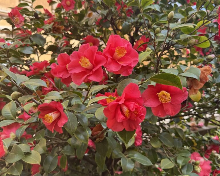 Apre il Giardino delle Camelie di Boboli