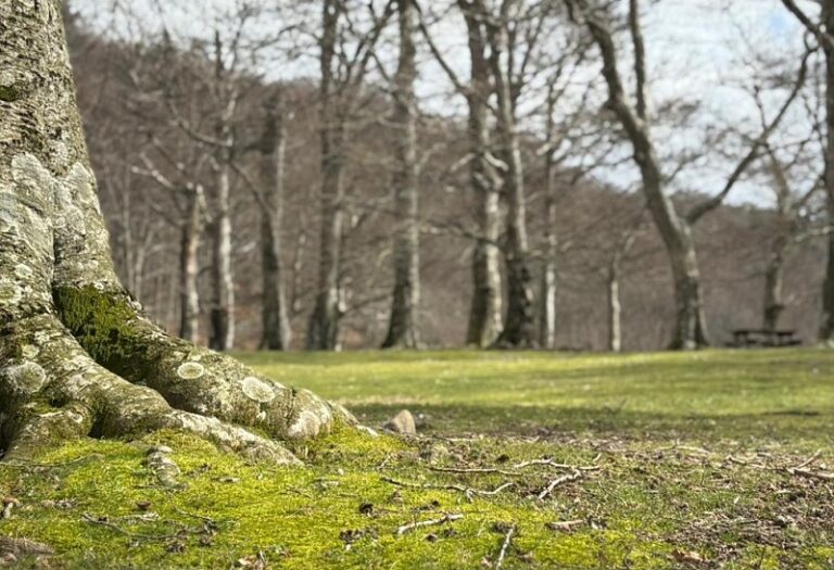 La Riserva Acquerino certificata per le terapie forestali