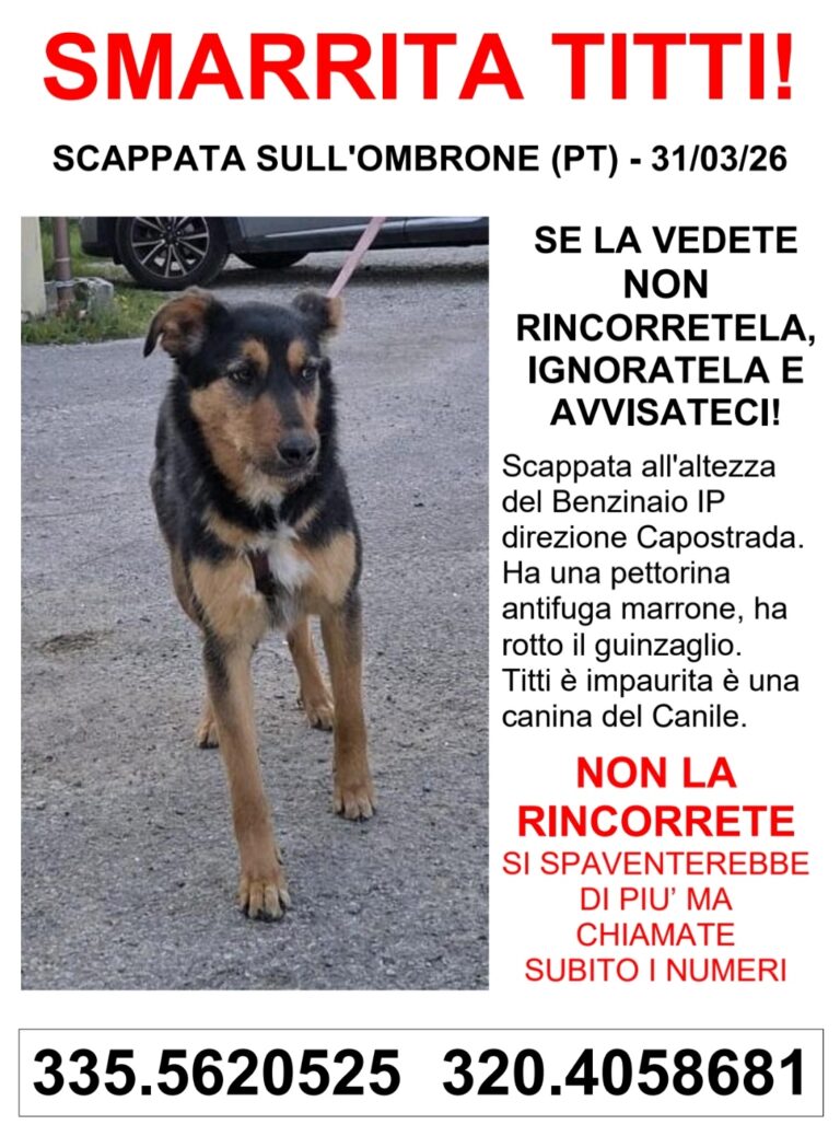 Pistoia, smarrita Titti: l’appello del Rifugio del Cane