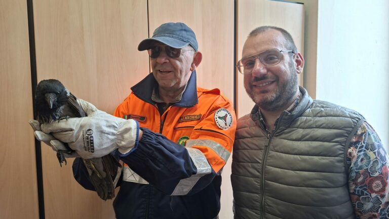 Montemurlo, salvata cornacchia grigia ferita