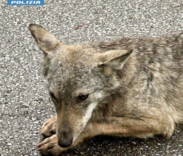 Montale, cucciolo di lupo ferito sulla strada salvato da poliziotto