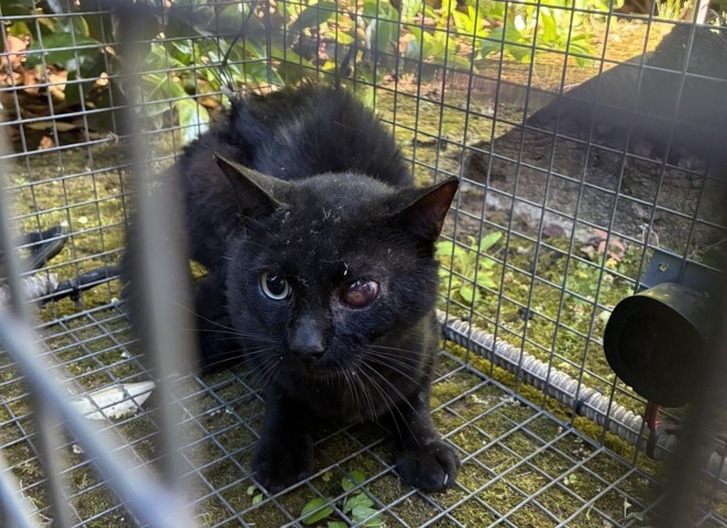 Campi Bisenzio, gatto randagio trovato ferito con un cavo stretto intorno alla vita