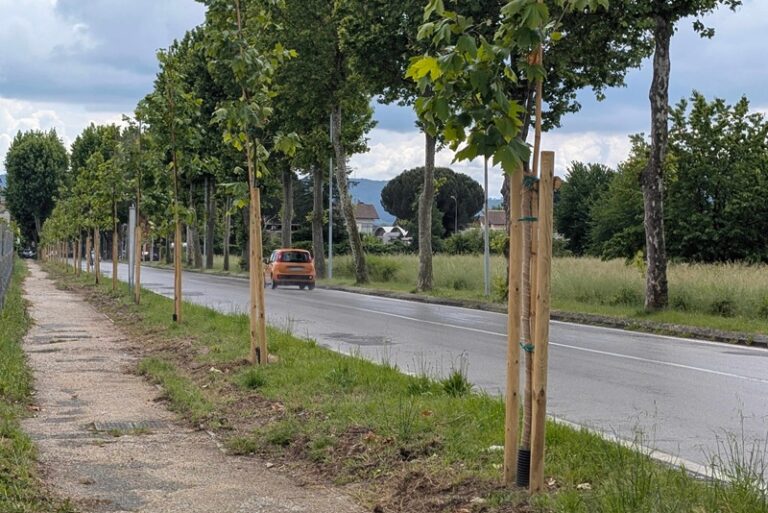 Pistoia, 27 nuovi alberi lungo il viale Adua