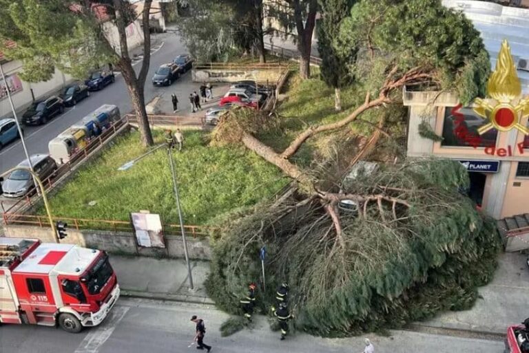 Grosso pino cade in strada nell’Aretino, tragedia sfiorata