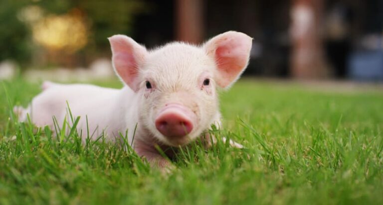 Peste suina, trovato primo caso in Toscana su animale domestico