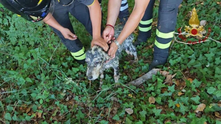 Cane e padrone finiscono in Arno. Aiutati da un Carabiniere fuori servizio e salvati dai VV.FF