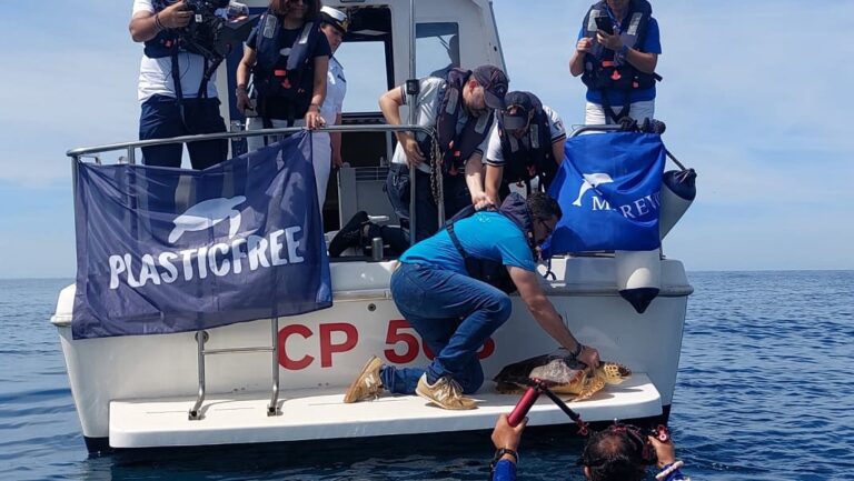Rilasciata in mare a Viareggio Dede, Caretta caretta salvata nel marzo scorso