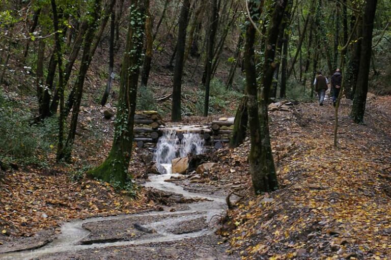 Patrimonio forestale, bando da 2 milioni di euro per valorizzare le risorse genetiche