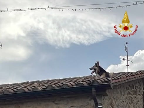 Un cane pastore tedesco finisce su un tetto nel Grossetano. Salvato dai VV.F.