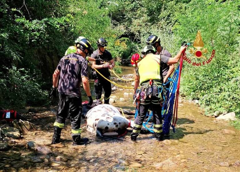 Cavallo finisce in un torrente a Scarperia. Il recupero dei VVF