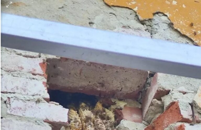 All’ospedale Palagi a Firenze messo in salve sciame api di grandi dimensioni