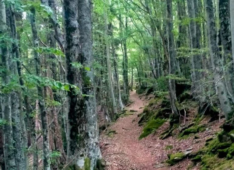La Foresta del Teso, cuore verde e selvaggio della Montagna pistoiese