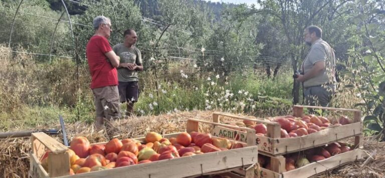 Il pomodoro Borsa di Montone entra nel presidio Slow Food