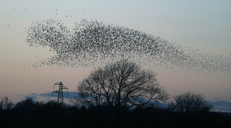 Caccia, seconda giornata di apertura anticipata. In un solo giorno uccisi 15mila animali