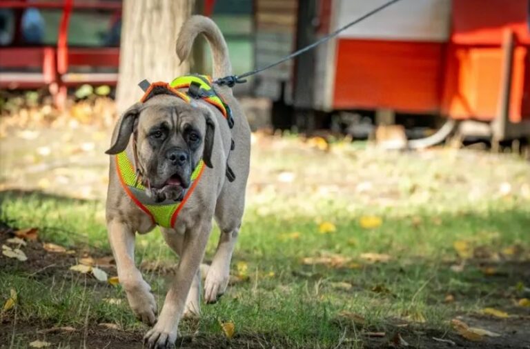 Cani ‘a scuola’ per cercare persone scomparse, per loro è un gioco