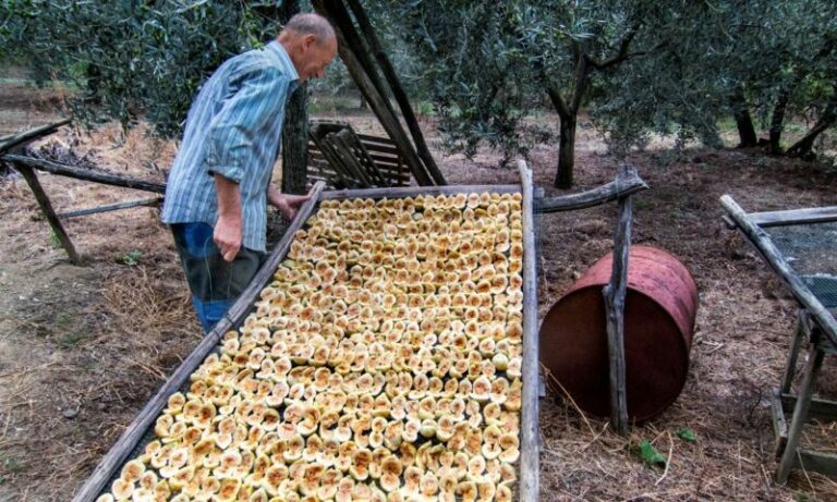 Benvenuto fico secco 2026. A Carmignano la tradizionale vetrina